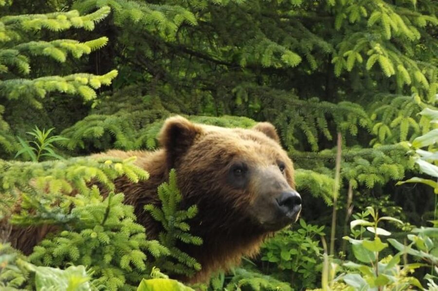 Hoonah: Chichagof Island Brown Bear Search - The guide adds more than bear-spotting