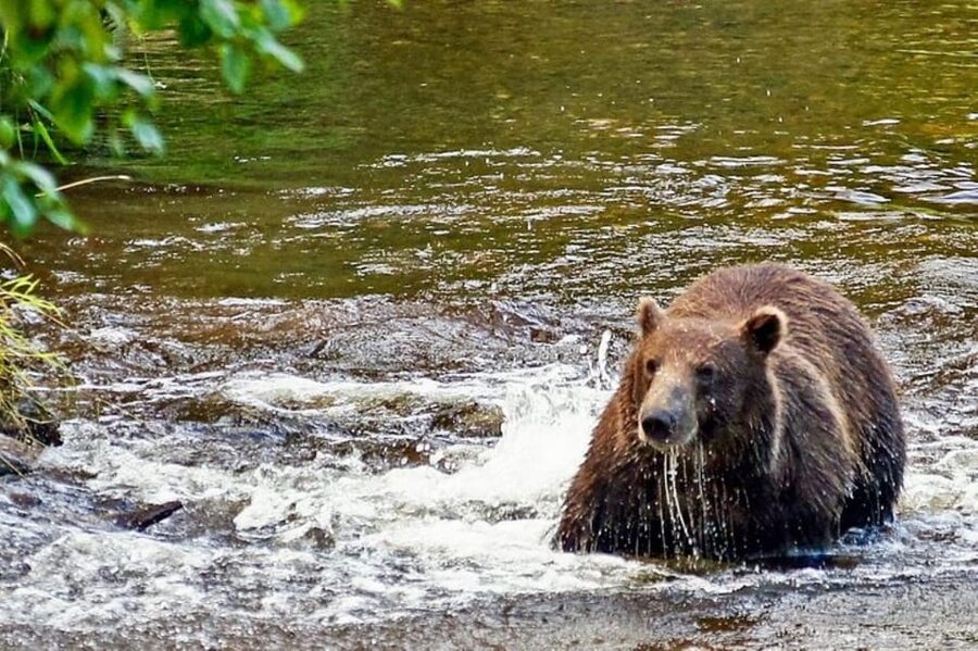 Hoonah: Chichagof Island Brown Bear Search - Getting to the Icy Strait Point meeting hub