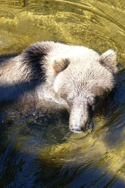 Hoonah: Chichagof Island Brown Bear Search - Rain, clothing, and comfort inside the van