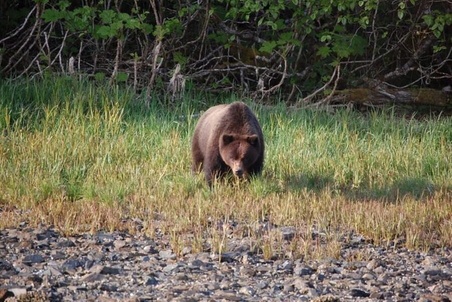Hoonah: Chichagof Island Brown Bear Search - The price and the question of value