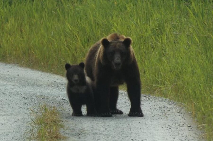 Hoonah: Chichagof Island Brown Bear Search - What the three-hour van tour is really like