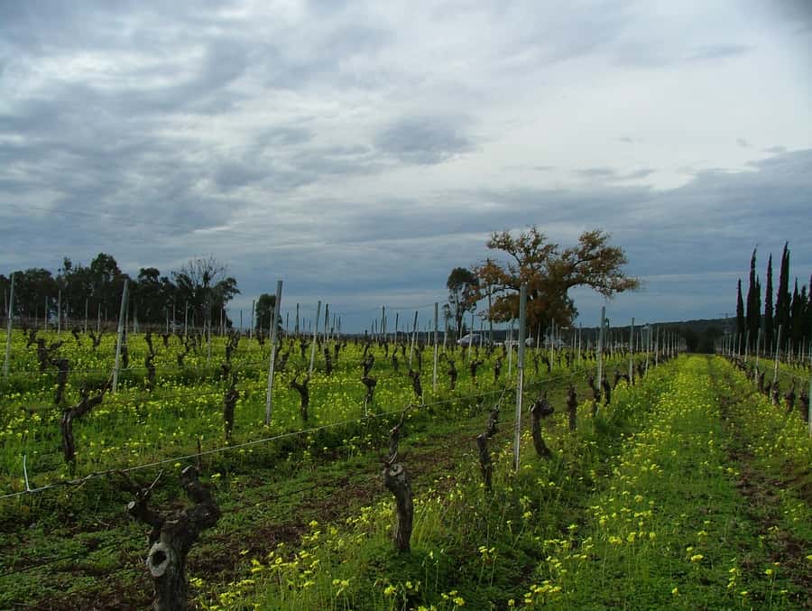 Hunter Valley: Uncork the Hunter Full-Day Wine Tour - The guides make more difference than the labels