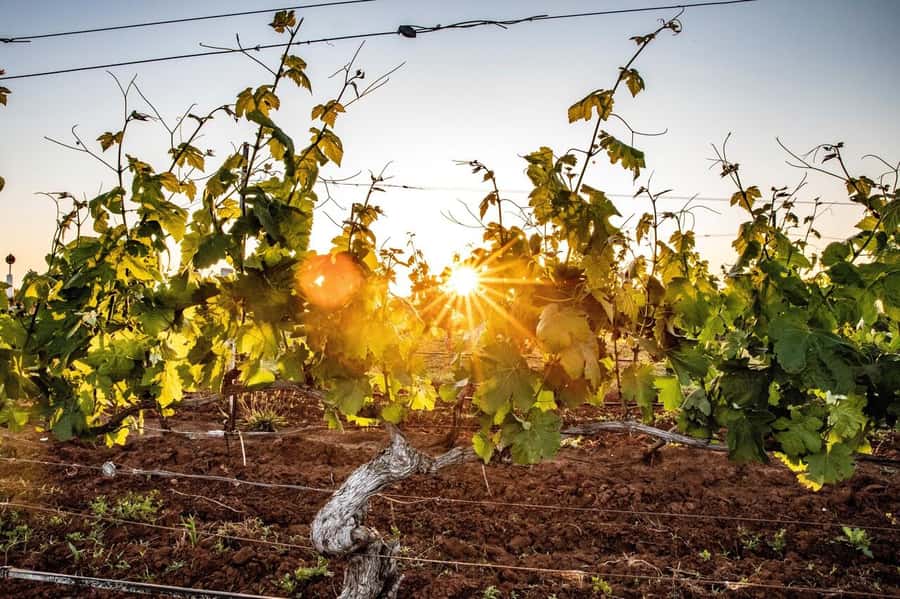 Hunter Valley: Wine Tour with 3 Tastings and Garden Lunch - A useful lesson in Hunter Valley wine