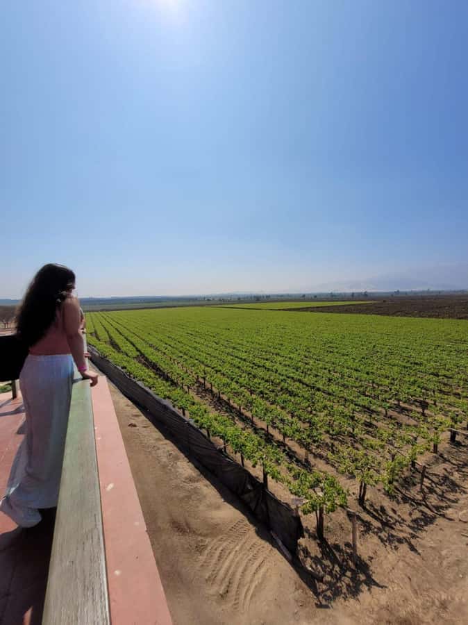 ICA: Pisco and Wine Route with tasting in 03 Wineries - Hacienda Tacama: the main introduction to pisco