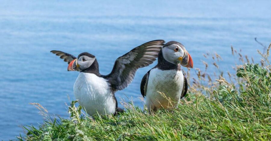 Inverness: Moray Coast, Wildlife and Speyside Whisky Tour - Why this Moray Coast day trip is worth your time