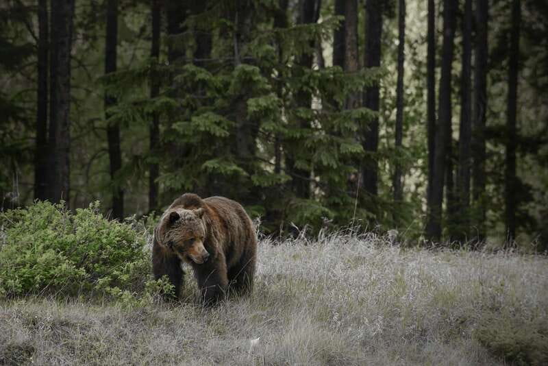 Jasper: Maligne Valley Wildlife & Spirit Island Cruise - The Spirit Island cruise