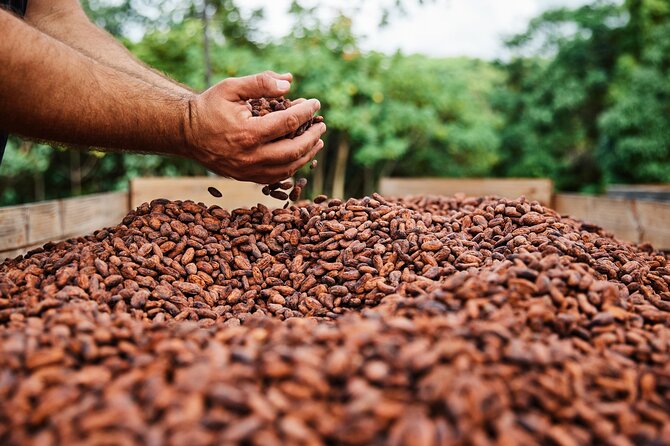 Kauai Chocolate Farm Tasting Tour - The chocolate tasting: from macadamia nuts to dark bars
