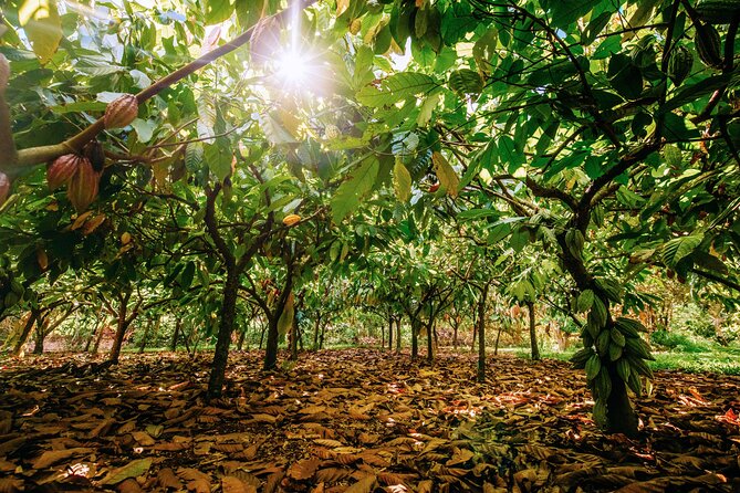 Kauai Chocolate Farm Tasting Tour - Why the three-hour length matters