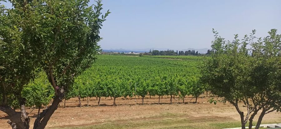 Kos: Wineries Tour w/ Wine Tastings & Transportation - What the wine pairings really include