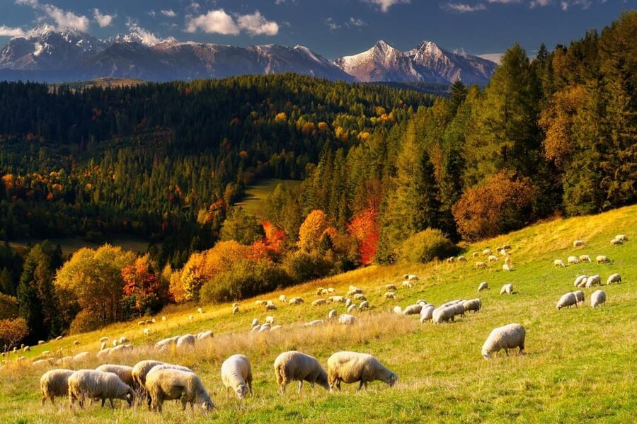 Krakow: Zakopane, Thermal Baths, Cable Car, Vodka, Oscypek - Why this Krakow day trip works