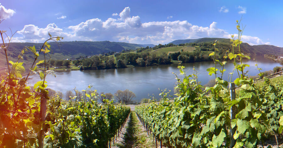 Kröv, Mosel: Covered wagon ride through the vineyards with wine tasting - Who will enjoy this ride most?