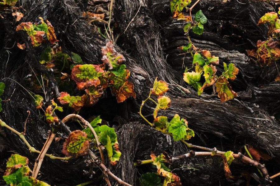 La Palma: Bodegas Teneguia Winery Tour with Wine Tasting - Key points to know before you go