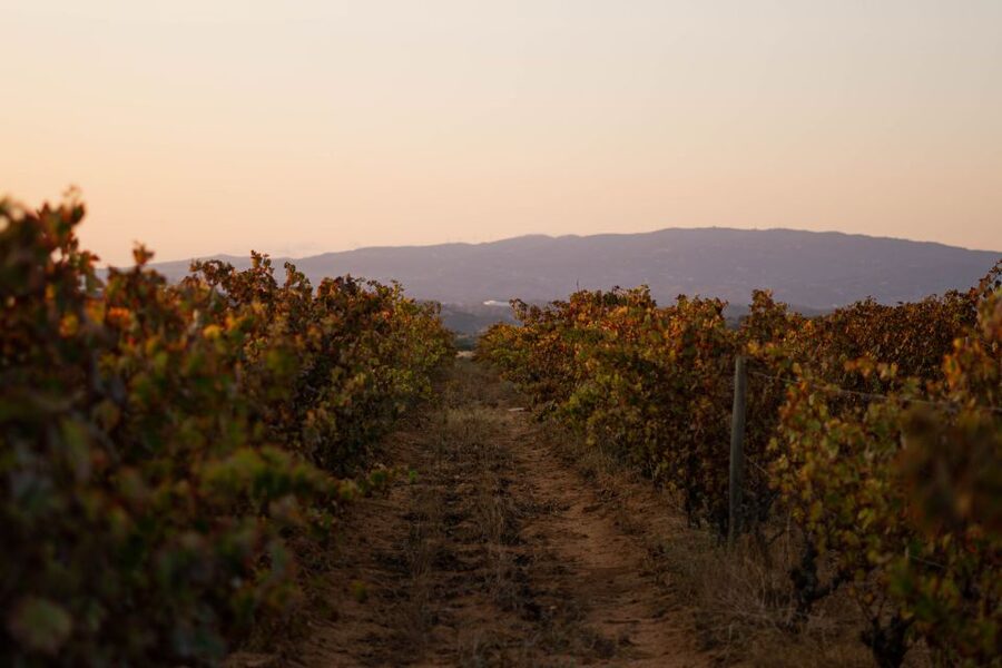 Lagoa: 2.5-Hour Vineyard Dinner with Winetasting - What happens during the 2.5-hour evening