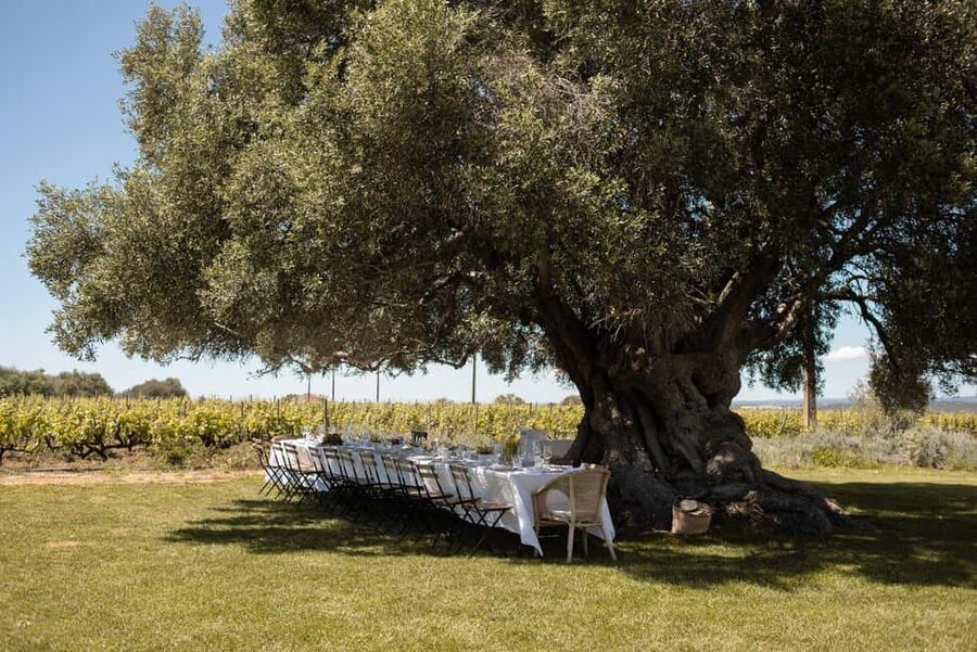 Lagoa: Vineyard Tour and Wine Tasting - Walking the vineyard with the estate story