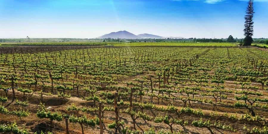 Lagos/Praia da Luz: Wine Tour, Tastings, Tapas, and Music - What the $68 price gets you