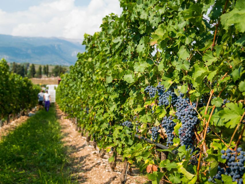 Lake Garda: Garda Hills Wine Tour and Tasting - Price, food, and overall value