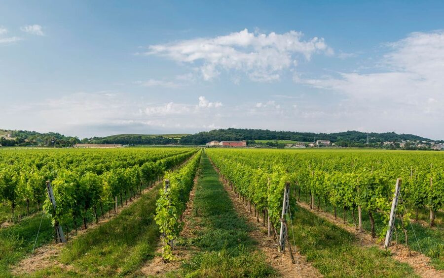 Lake Garda: Garda Hills Wine Tour and Tasting - Booking advice and final decision