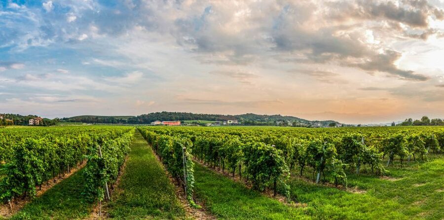 Lake Garda: Garda Hills Wine Tour and Tasting - Seeing the new and aging cellars