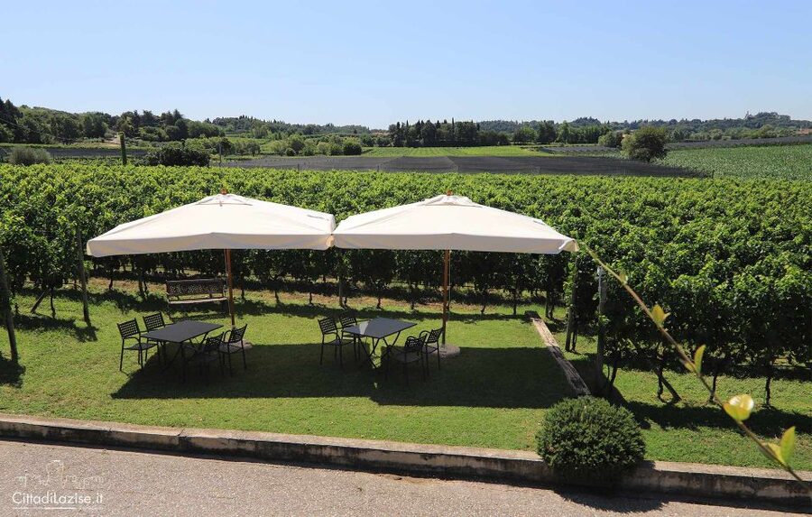 Lake Garda: Wine and Food Tastings in the Vineyards - The missing vineyard and cellar tour