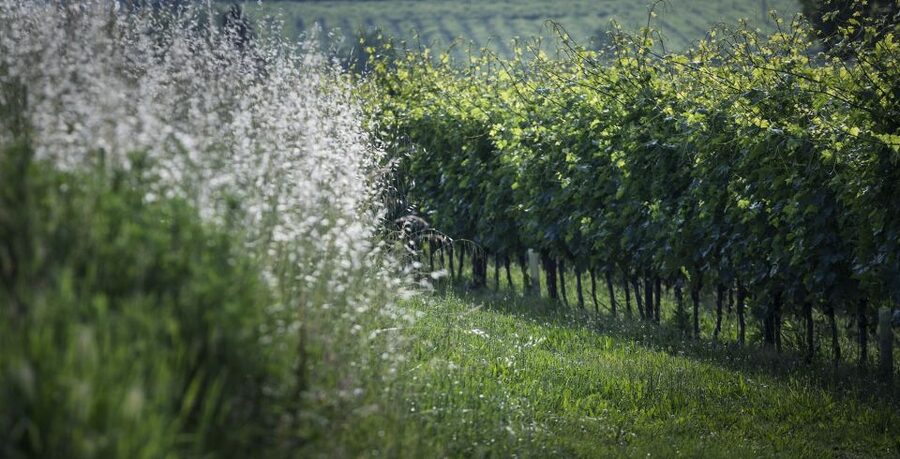 Lake Garda: Wine Tour and Tasting Experience in Bardolino - Meats, cheeses, olive oil, and simple local pairings