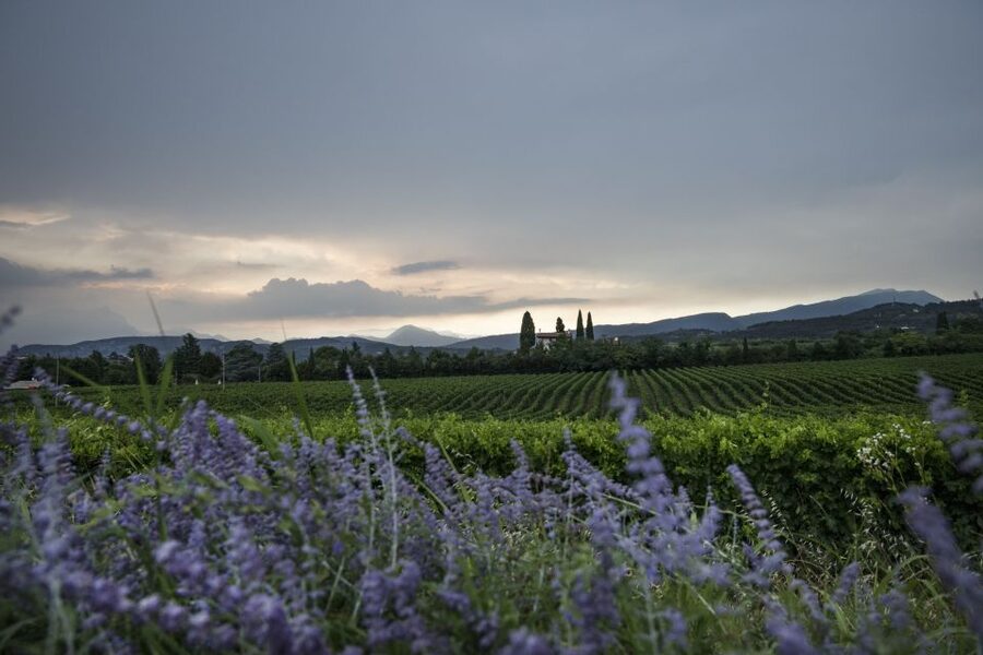 Lake Garda: Wine Tour and Tasting Experience in Bardolino - Who should book this wine tasting?