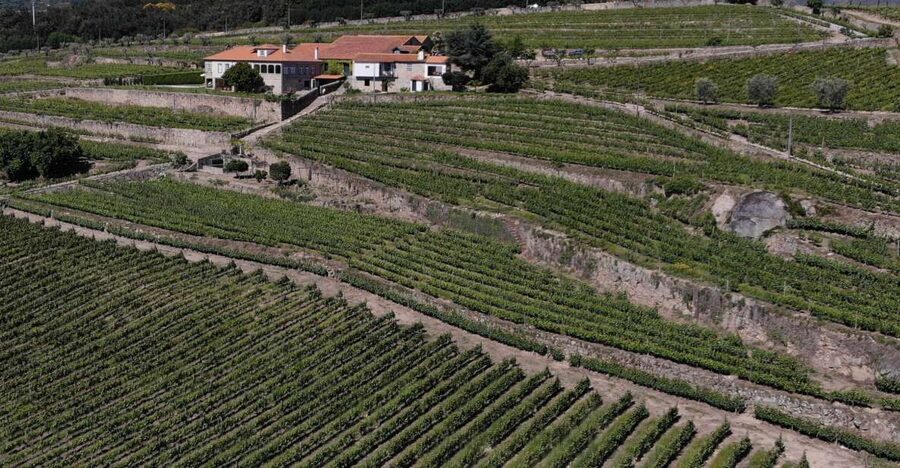 Lamego: Quinta da Portela de Baixo Winery Tour and Tasting - Vineyard paths, two farms, and views over the Douro