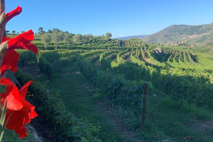 Lamego: Quinta da Portela de Baixo Winery Tour and Tasting - The wine cellar museum and 200 years of work