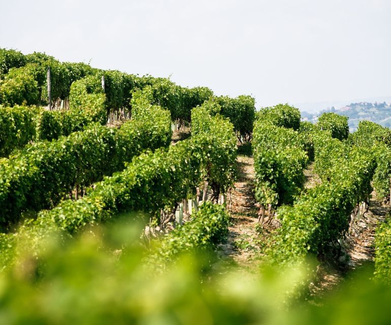 Langhe & Monferrato: Vineyard Tour and Wine Tasting - The views are part of the tasting