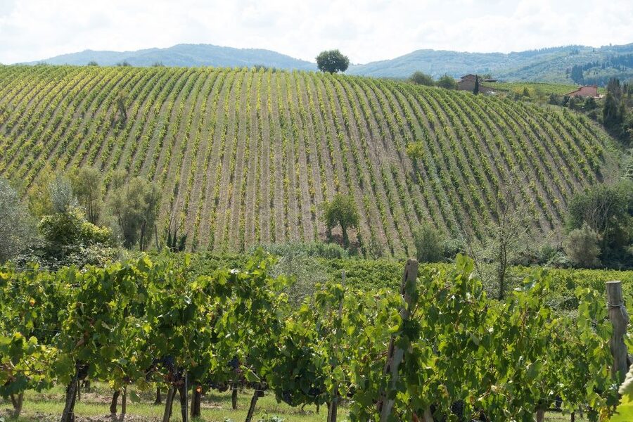 Langhe: Winery Tour and Wine Tasting - Is $45 a fair price?