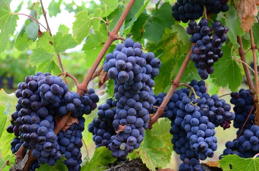 Langhe: Winery Tour and Wine Tasting - My verdict: a focused introduction to Langhe wine