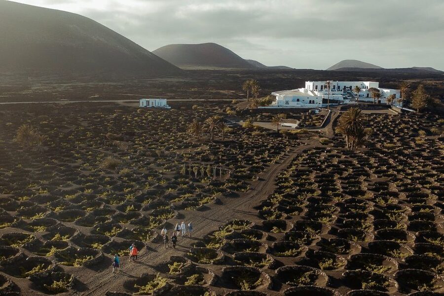 Lanzarote: Vineyard Tour with Wine and Chocolate Tasting - A 50-minute walk through volcanic farming country