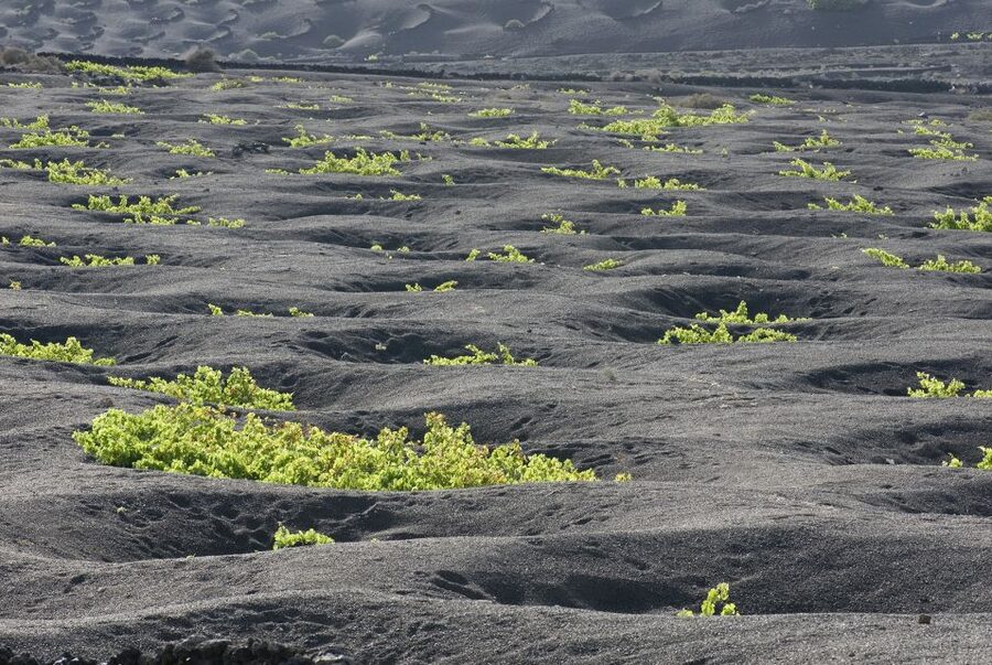 Lanzarote: Vineyard Tour with Wine and Chocolate Tasting - Practical details before you go