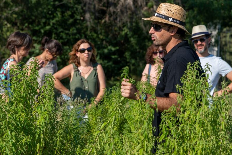 Lavender Field & Distillery Tour between Nimes & Arles - Who will enjoy this farm visit?