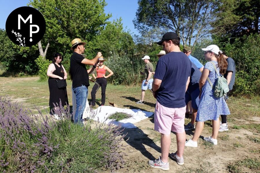 Lavender Field & Distillery Tour between Nimes & Arles - Walking through the aromatic fields
