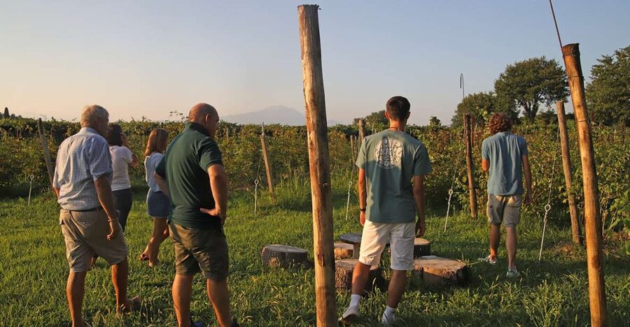 Lazise: Beekeeping Farm Tour and Tasting Experience - Key points at a glance