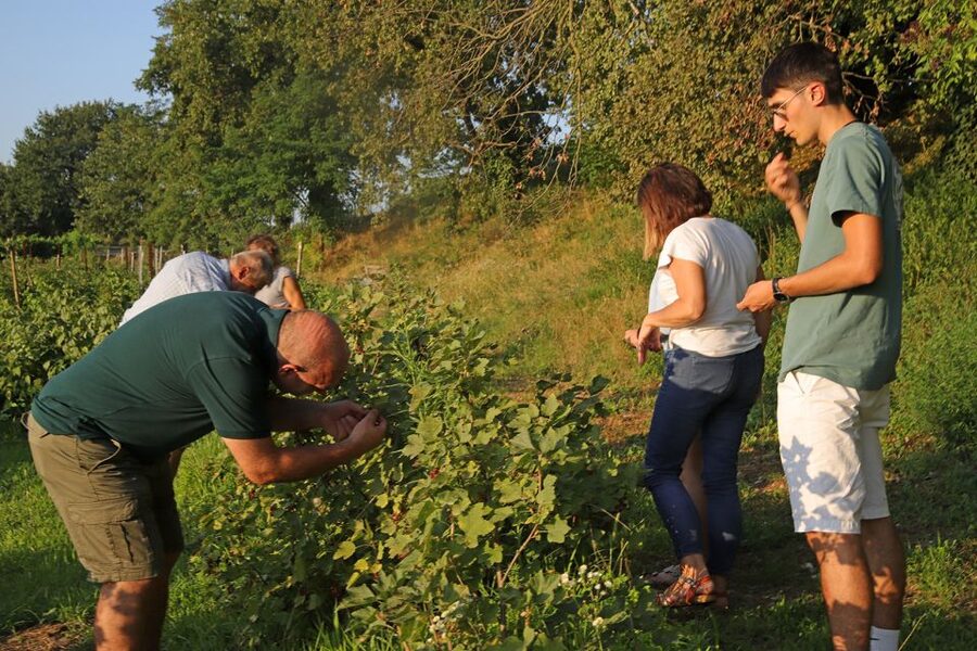 Lazise: Beekeeping Farm Tour and Tasting Experience - Should you book the Lazise beekeeping tour?