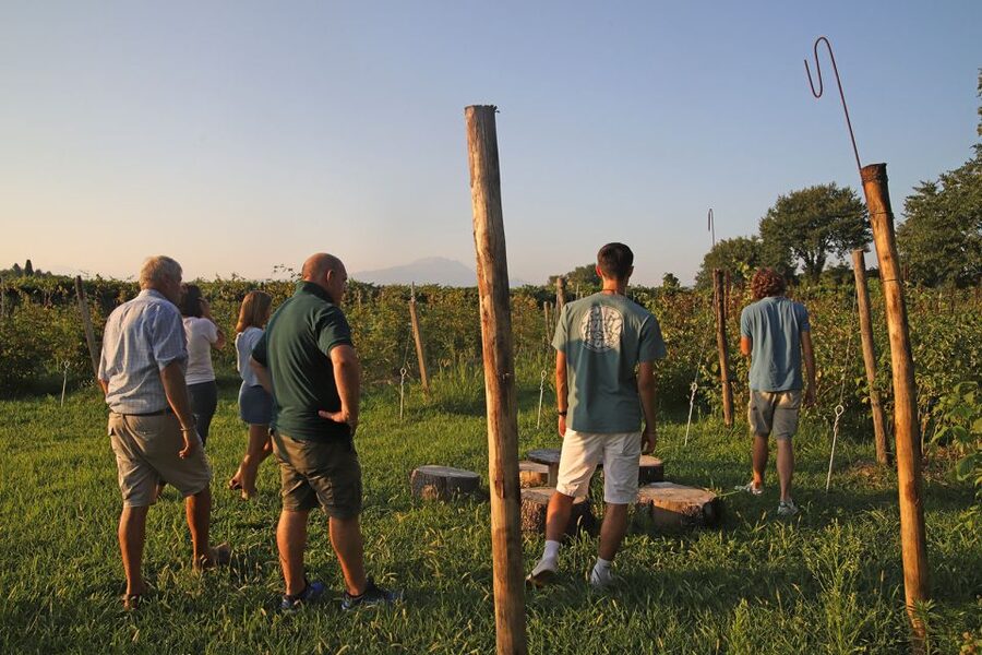 Lazise: Beekeeping Farm Tour and Tasting Experience - From hive to jar: what the honey lesson adds
