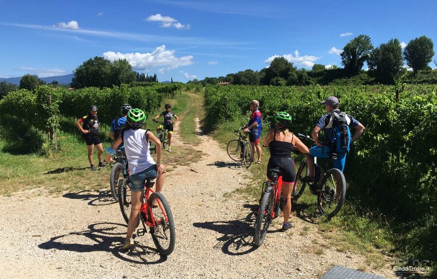 Lazise: Bike Tour and Wine Tasting - Vineyards, Olive Trees, and Lake Views