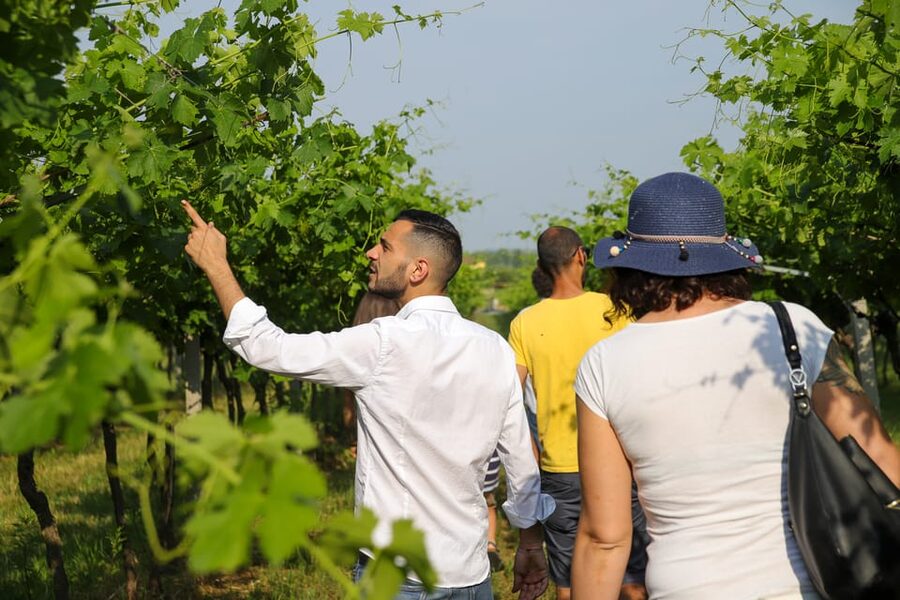 Lazise: Biodynamic Farm Tour and Natural Wine Tasting - Understanding biodynamic wine without getting lost in theory