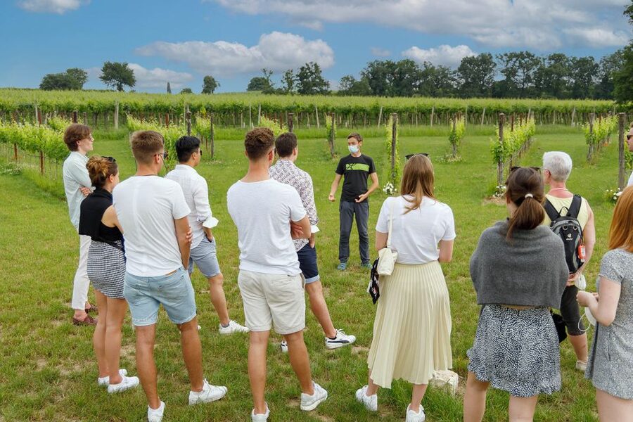 Lazise: Winery Tour with Garda Wines and Food Tasting - Who will enjoy this winery visit