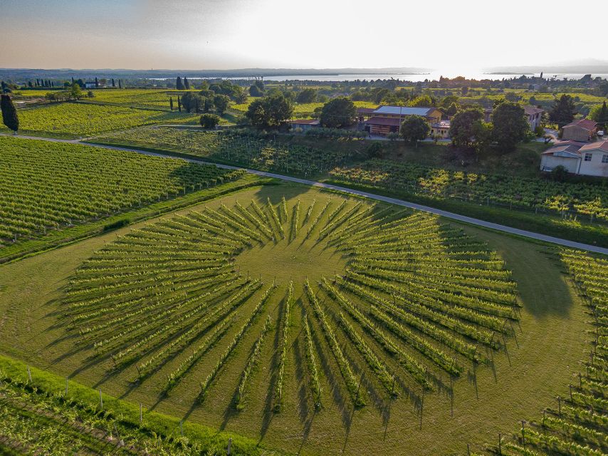 Lazise: Winery Tour with Garda Wines and Food Tasting - Bringing children and mixed-age groups