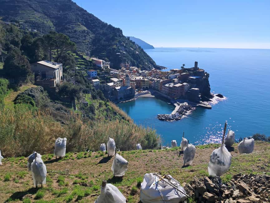 Lemon tour with Limoncino and Wine tasting in Vernazza (Cinque Terre) - Vernazza first, then the old route uphill