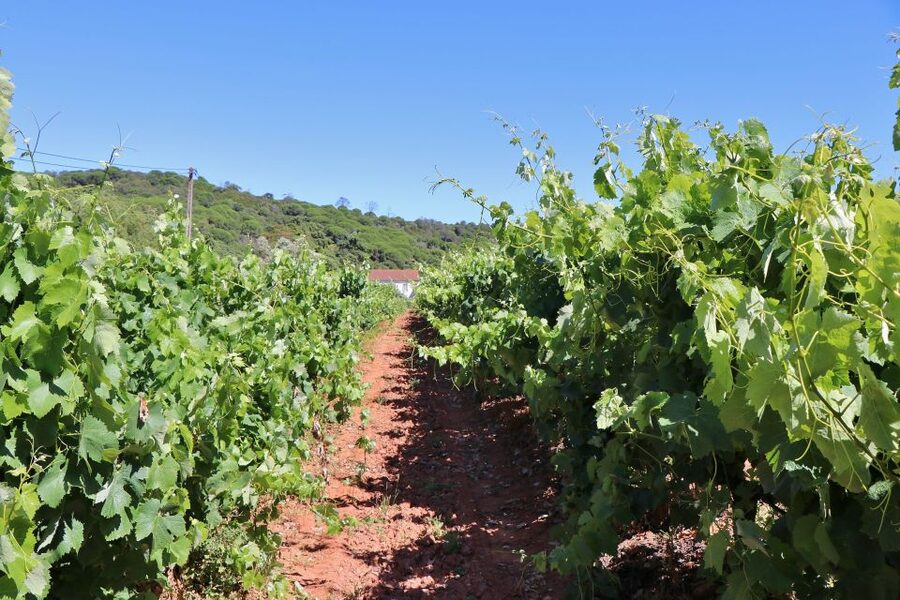 Lisbon Private Setúbal Region Wine Tasting Tour - Should you book the Setúbal wine tour?