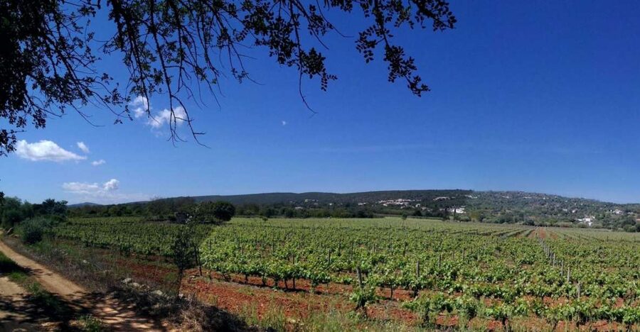 Loulé: Quinta da Tôr Winery Guided Tour and Wine Tasting - A working winery outside Loulé