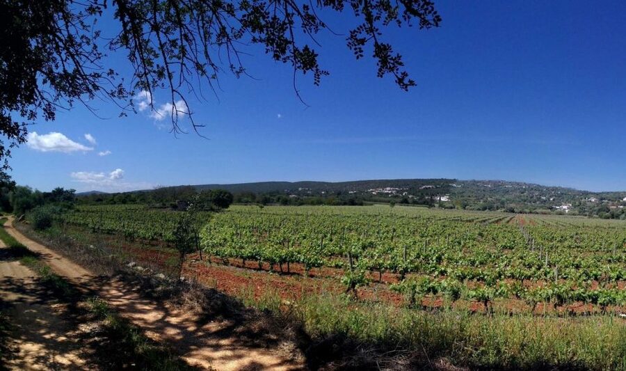 Loulé: Quinta da Tôr Winery Guided Tour and Wine Tasting - The 30-minute tour: from grape to bottle