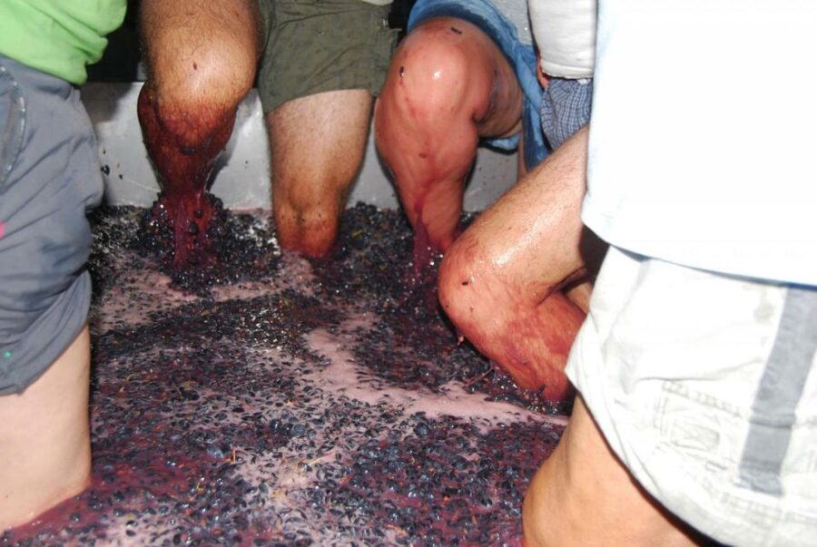 Loulé: Quinta da Tôr Winery Guided Tour and Wine Tasting - Bread, olive oil, and optional food