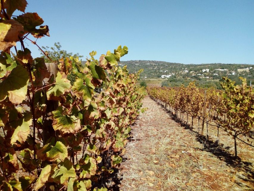 Loulé: Quinta da Tôr Winery Guided Tour and Wine Tasting - What to bring and how to prepare