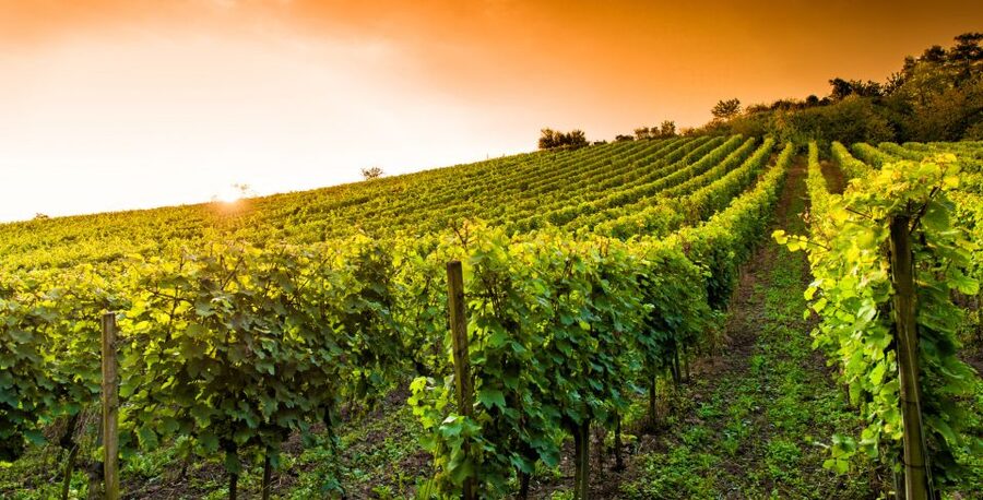 Lucca: Guided E-Bike and Wine Tour - Who should book this experience