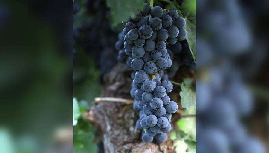 Lucca: Guided Winery Tour with Wine Tasting - Key points to know before booking