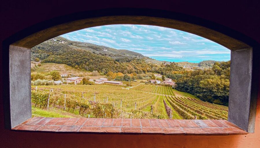Lucca: Guided Winery Tour with Wine Tasting - Olive oil, breadsticks, and optional food